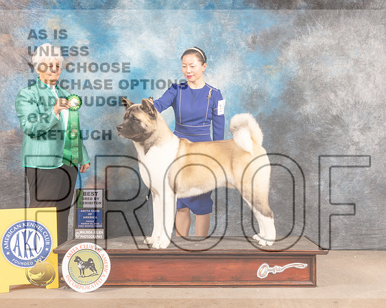 Akita #19 Fri BBX Judge Gloria Kerr-MMJ_7319-FW2022-HR3