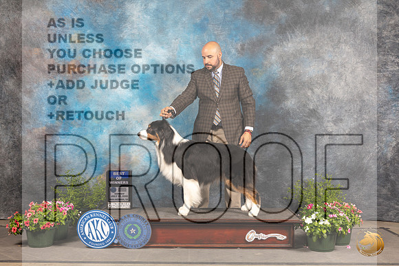 Australian Shepherd #23 Sun BOW Judge David Bolus_MJ_1240_SA_2022_HR3