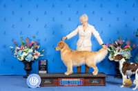 Golden Retriever #9 SUN WD NC Judge Sandra Lex