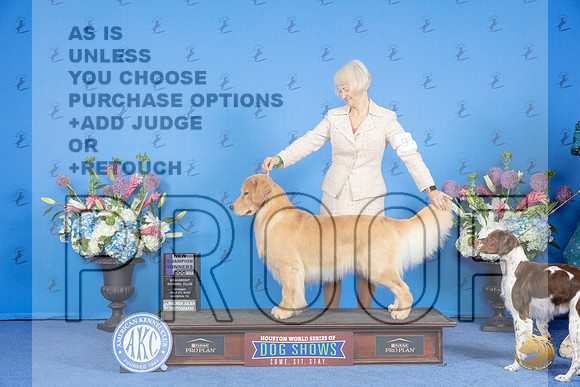 Golden Retriever #9 SUN WD NC Judge Sandra Lex__JP_0372_Houston_2024_HR3