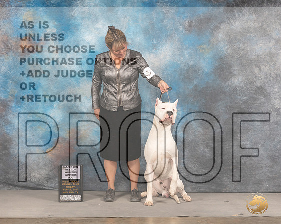 Dogo Argentino #9 Fri BOWWD Judge Donnelle RichardsMMJ_2865_Mdlnd2022_HR3