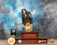 Pomeranian #15 Sat BOB Judge LInda Clark