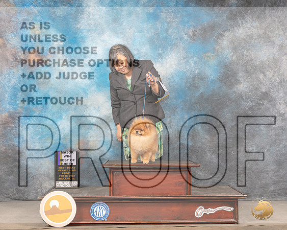 Pomeranian #15 Sat BOB Judge LInda ClarkMMJ_4371_Mdlnd2022_HR3