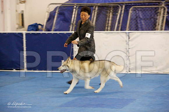 _M3_9251-AddisonHuskyMar2015-HR3
