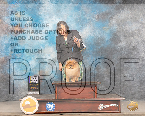 Pomeranian #15 Sat BOB Judge LInda ClarkMMJ_4375_Mdlnd2022_HR3