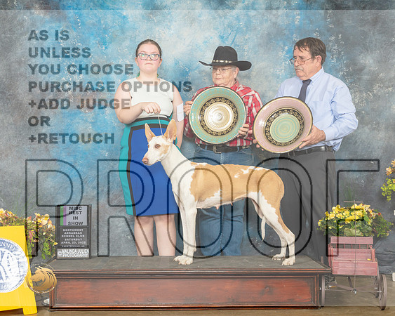 Portuguese Podengo #6 Sat MBIS Judge John Ramierz-MMJ_0573-NWARK2022-HR3