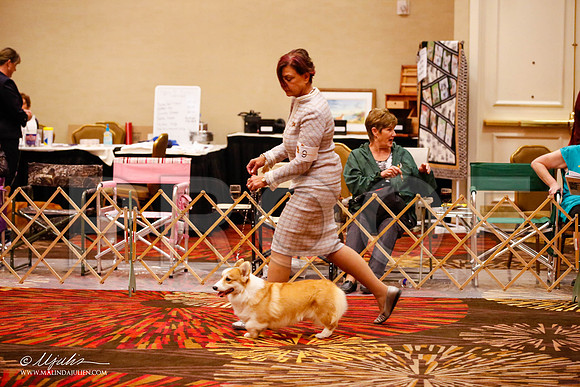 _JJ_9280-HstnCorgiFeb2015-HR3