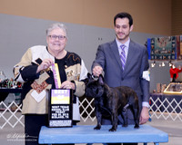French Bulldog #5 Fri BOB