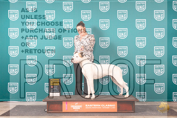 American Bulldog #292 Sun G4 Judge Kathryn Baxter__JP_2367_UKCEastern_2024_HR3