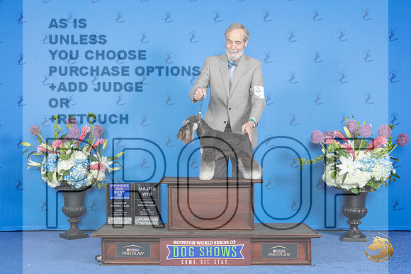 Miniature Schnauzer #15 FRI WD BW M Judge Debbie Freeman__JP_9021_Houston_2024_HR3