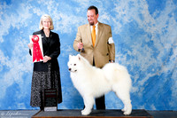 Samoyed #5 Sun G2