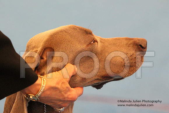 Weim-0132