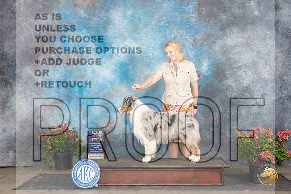 Australian Shepherd #29 Fri WDCH Judge Paul F Willhauck__JP_5378_San Antonio_2024_HR3