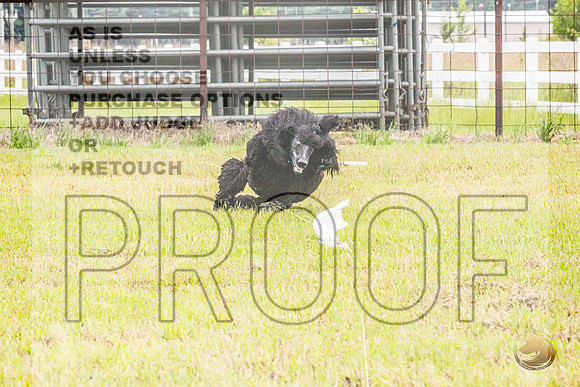 Poodle Std Misty Sat 4_JJL_1116_BatesvilleMS_2024_HR3