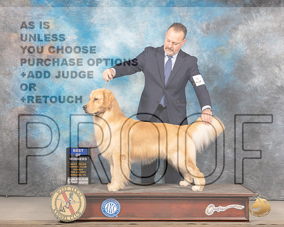 Golden Retriever #15 Sun BOWWB Judge Barbara AldermanMMJ_4916_Mdlnd2022_HR3