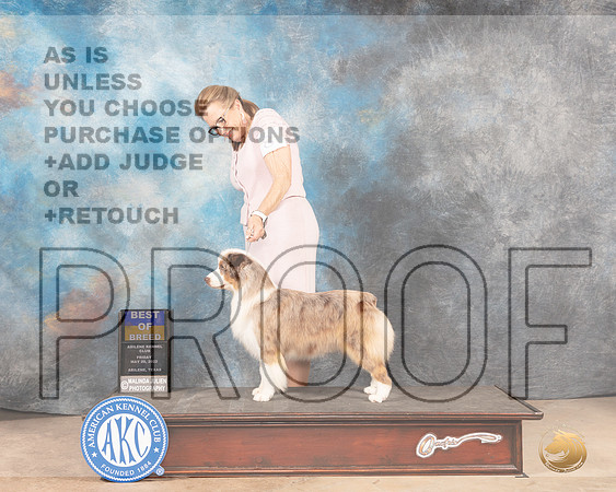 Miniature American Shepherd #8 Fri BOB Judge Eric Liebes-MMJ_3354-Addison2022-HR3