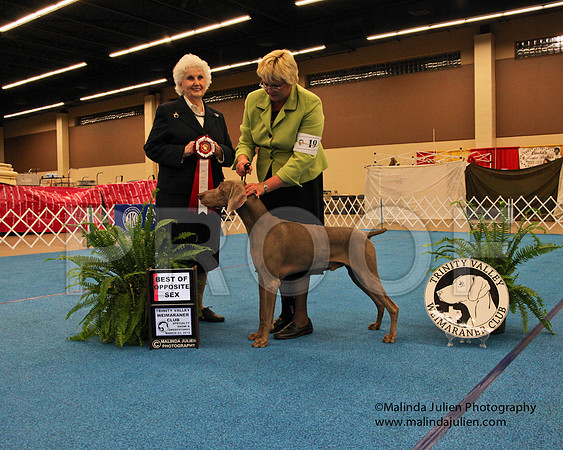 Weim-9319