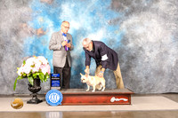 French Bulldog #8 Sun BOW Judge Luis Sosa