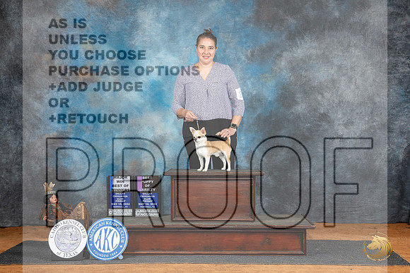 Chihuahua Smooth Coat #21 Fri WDBOW Judge Suzanne Dillin__JP_7206_MARSHALL_2024_HR3