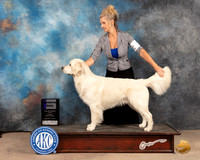 Golden Retriever #5 Sun WD Judge Gloria Kerr
