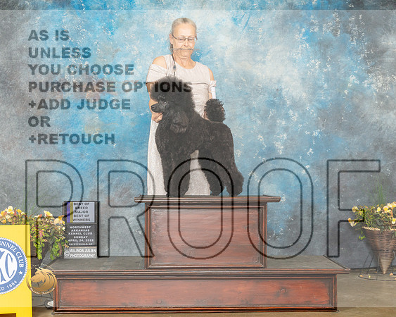 Poodle Miniature #8 Sun BOB Judge John Rameriz-MMJ_1545-NWARK2022-HR3