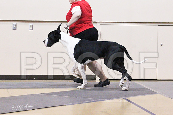 GreatDane-9769LR