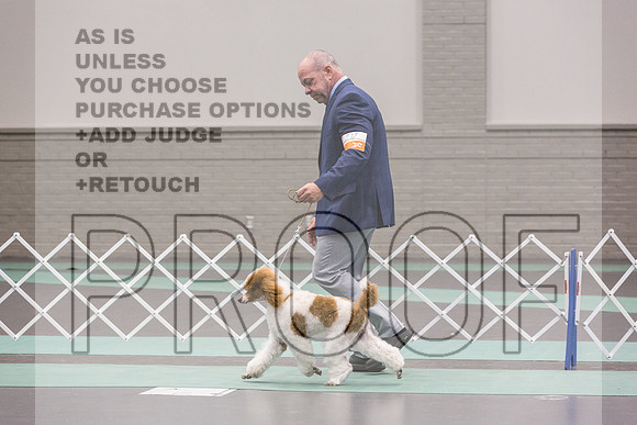Poodle Std MC Ring Sat_JJL_8701_UKCLNGVIEWOCT2024_2024_HR3