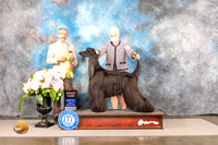 Afghan Hound #15 SUN G3 Judge Timothy Catterson