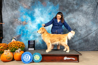 Golden Retriever #28 Sat WB Judge Del Richards