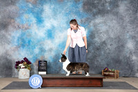 Cardigan Welsh Corgi #22 Sun WBMNCh Judge Gloria Kerr