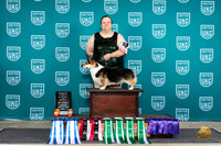 Pembroke Welsh Corgi #161 Sun
