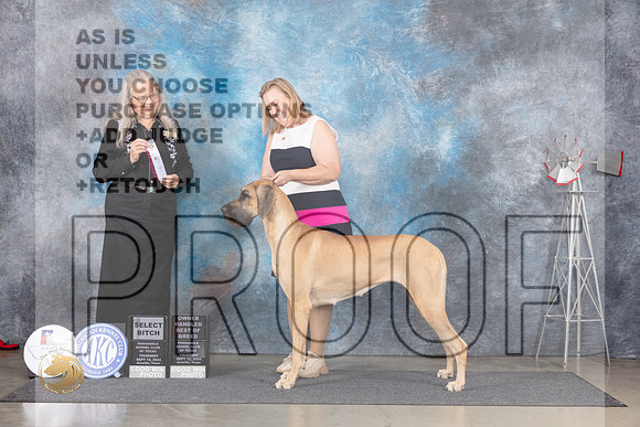 Great Dane #10 Thur SBOHBOB Judge Denise Dean__JP_4833_Amarillo_2024_HR3
