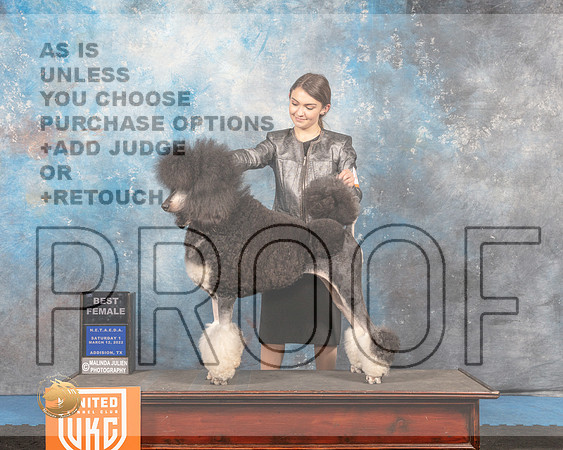 Poodle Std MC #165 Sat1 BF Judge Tracey Kallas_MMJ_6423_Addison2022_HR3