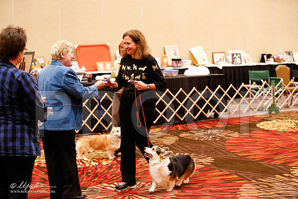 _JJ_8368-HstnCorgiFeb2015-HR3
