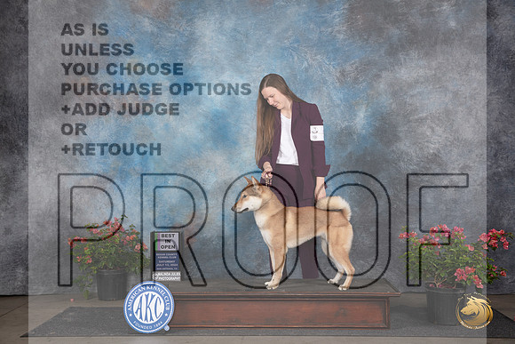 Shikoku #5 Sat BIOpenShow Judge Elizabeth ‘Beth’ Sweigart__JP_5270_San Antonio_2024_HR3