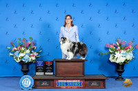 Shetland Sheepdog #8 FRI WB BOW Judge Jon Cole