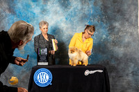 Pomeranian #40 Sat BISweeps Judge Donna Price