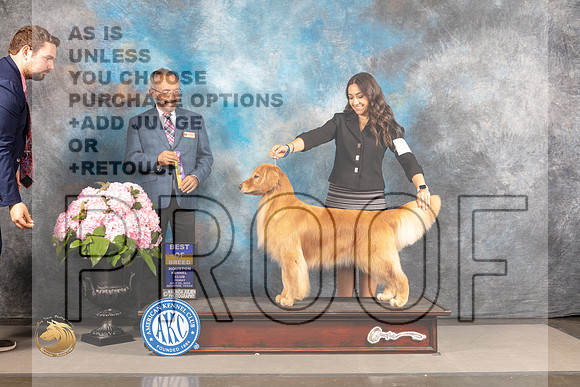 Golden Retriever #18 FRI BOB Judge Timothy Catterson_MJ_5408_Houston_2022_HR3