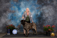 Mastiff #6 Sat WBBOWBOB Judge Paul F Willhauck
