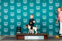 Parson Russel Terrier #2000 Sat PJr1 Judge Stan Matsumoto