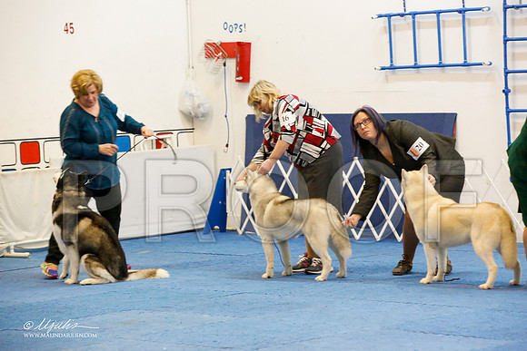 _M3_1274-AddisonHuskyMar2015-HR3