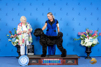 Black Russian Terrier #5 FRI G4 Judge Nancy Liebes