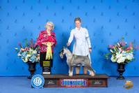 Standard Schnauzer #10 Sat G3 Judge Annella Cooper
