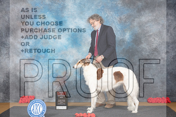 Borzoi #8 Sun BOS Judge Pat Trotter__JP_0459_Sulphur Springs_2024_HR3