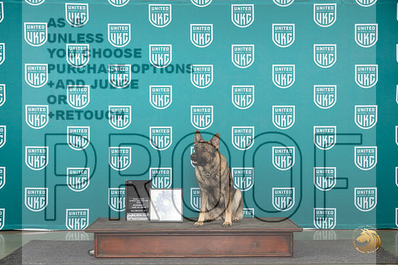 German Shepherd Dog # Wed SpEx__JP_0322_Premier_2024_HR3