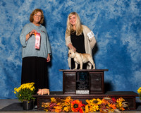 French Bulldogs #10 Sat 1st 4 6 month Hilliard Melissa Judge Sherry Anderson