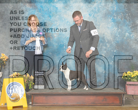Boston Terrier #21 Sat G4 Judge Grace Fritz-MMJ_0866-NWARK2022-HR3