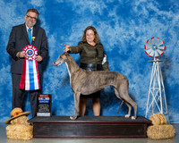 Greyhounds #6 Thrs BiS Steele Melanie A Phelan R Tonlin R Gaudet Agent Rindi A Gaudet Judge Mr James G Reynolds