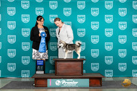 Alaskan Klee Kai #978 Fri G1 Judge Stephanie Mueller