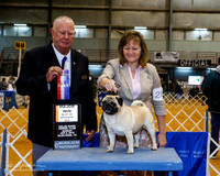 Pug #20 Sun BOS Maj